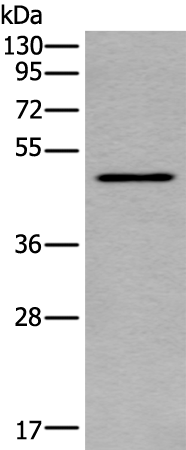 Anti-TRDMT1 Rabbit Polyclonal Antibody