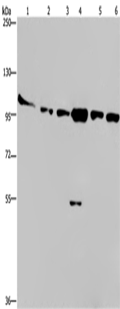 Anti-PKD3 Rabbit Polyclonal Antibody