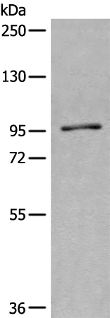 Anti-C17orf71 Rabbit Polyclonal Antibody