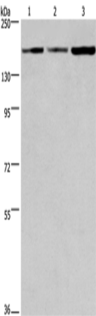 Anti-BAT3 Rabbit Polyclonal Antibody