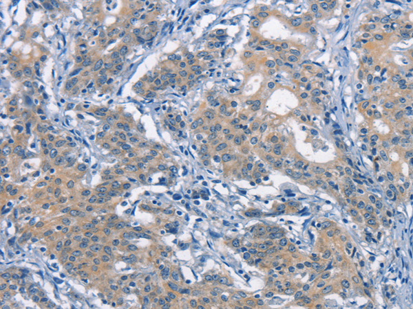 Anti-CDC25B Rabbit Polyclonal Antibody