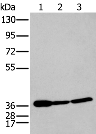 Anti-P2RY11 Rabbit Polyclonal Antibody