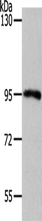 Anti-MYSM1 Rabbit Polyclonal Antibody