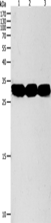 Anti-NIT2 Rabbit Polyclonal Antibody