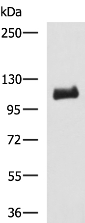 Anti-Notch2 Rabbit Polyclonal Antibody