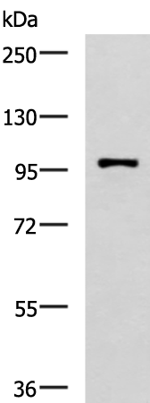 Anti-Notch3 Rabbit Polyclonal Antibody