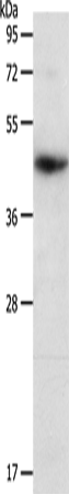 Anti-PDCD2 Rabbit Polyclonal Antibody