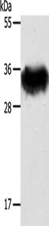 Anti-Syntaxin 1A Rabbit Polyclonal Antibody