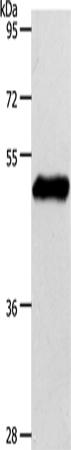 Anti-EDG1 Rabbit Polyclonal Antibody