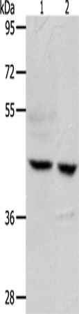 Anti-EDG8 Rabbit Polyclonal Antibody