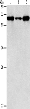 Anti-alpha 1a Adrenergic Receptor Rabbit Polyclonal Antibody