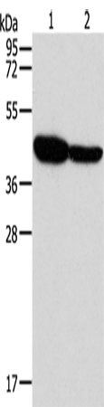 Anti-GLRA1 Rabbit Polyclonal Antibody