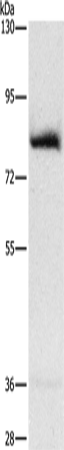Anti-AMPD1 Rabbit Polyclonal Antibody