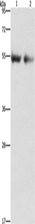 Anti-Angiopoietin 4 Rabbit Polyclonal Antibody