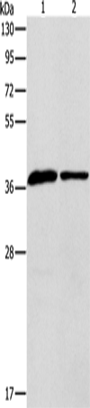 Anti-ApoL2 Rabbit Polyclonal Antibody