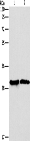 Anti-ApoBEC2 Rabbit Polyclonal Antibody