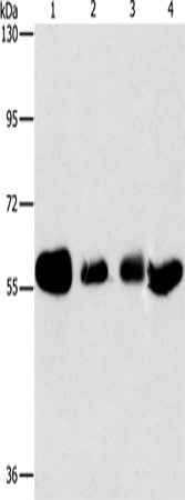 Anti-API5 Rabbit Polyclonal Antibody