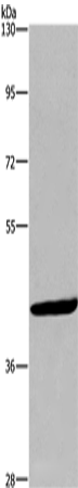 Anti-Wnt1 Rabbit Polyclonal Antibody
