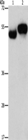Anti-AMZ1 Rabbit Polyclonal Antibody