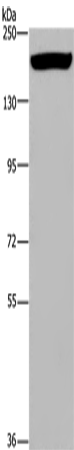 Anti-ARFGEF2 Rabbit Polyclonal Antibody