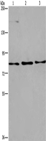 Anti-AGO4 Rabbit Polyclonal Antibody