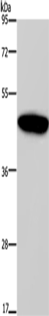 Anti-GIPR Rabbit Polyclonal Antibody