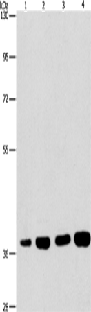Anti-GCET1 Rabbit Polyclonal Antibody