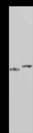 Anti-AATF Rabbit Polyclonal Antibody