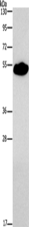 Anti-Smad9 Rabbit Polyclonal Antibody