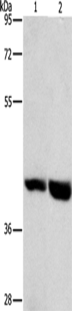 Anti-GPR182 Rabbit Polyclonal Antibody