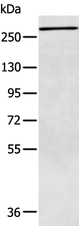 Anti-ATR Rabbit Polyclonal Antibody
