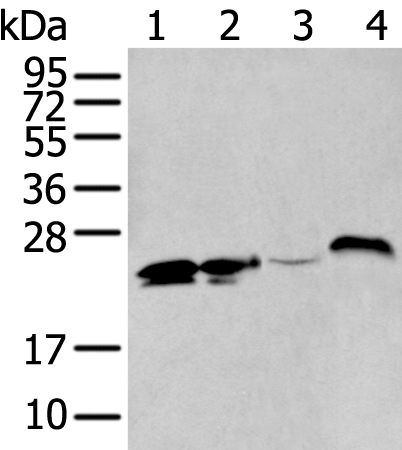 Anti-BCAS4 Rabbit Polyclonal Antibody