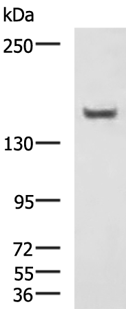 Anti-CAMTA1 Rabbit Polyclonal Antibody
