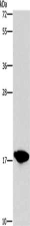 Anti-LEC Rabbit Polyclonal Antibody