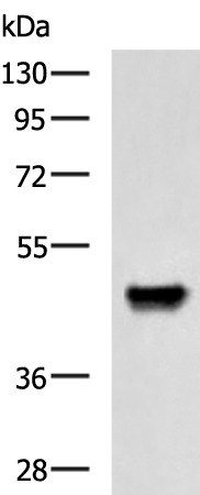 Anti-NCR1 Rabbit Polyclonal Antibody