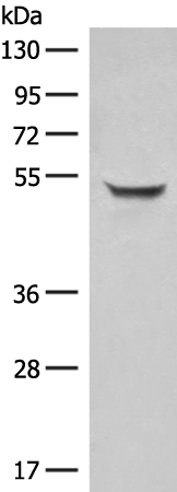 Anti-SIGLEC6 Rabbit Polyclonal Antibody
