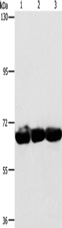 Anti-CKAP4 Rabbit Polyclonal Antibody