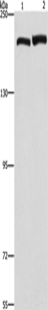 Anti-Clathrin Heavy Chain Rabbit Polyclonal Antibody