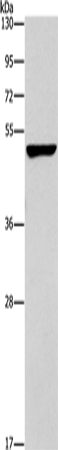 Anti-CALCRL Rabbit Polyclonal Antibody