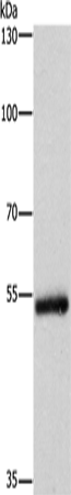 Anti-Cytochrome P450 2B6 Rabbit Polyclonal Antibody
