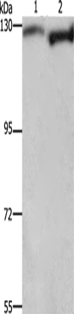Anti-DAAM1 Rabbit Polyclonal Antibody