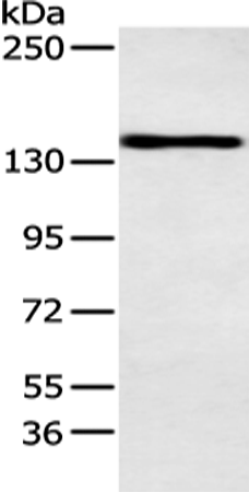 Anti-POLA1 Rabbit Polyclonal Antibody