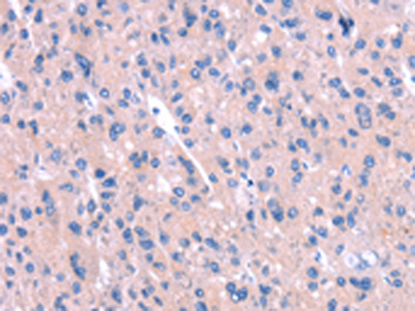 Anti-ENPP4 Rabbit Polyclonal Antibody