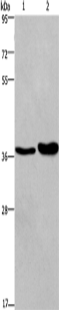 Anti-FUT1 Rabbit Polyclonal Antibody