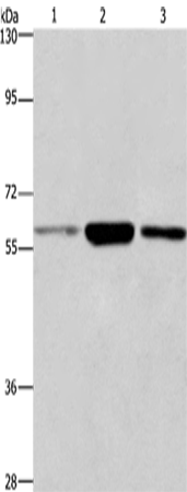 Anti-Glypican 6 Rabbit Polyclonal Antibody
