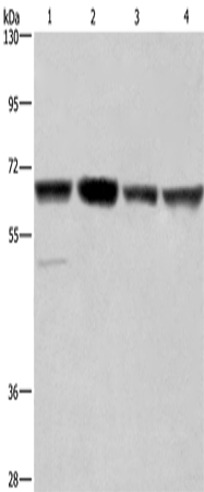 Anti-GLYR1 Rabbit Polyclonal Antibody