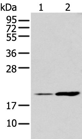 Anti-IL-17D Rabbit Polyclonal Antibody