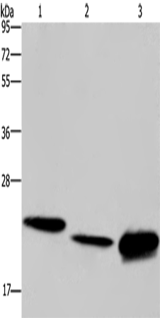 Anti-IL-19 Rabbit Polyclonal Antibody