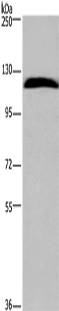 Anti-IPO7 Rabbit Polyclonal Antibody