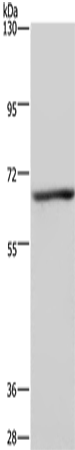 Anti-KCND1 Rabbit Polyclonal Antibody